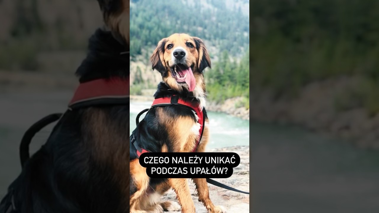 Czego należy unikać podczas upał&oacute;w? Dowiedz się w komentarzach! #pies #opieka #upał #dogtraining