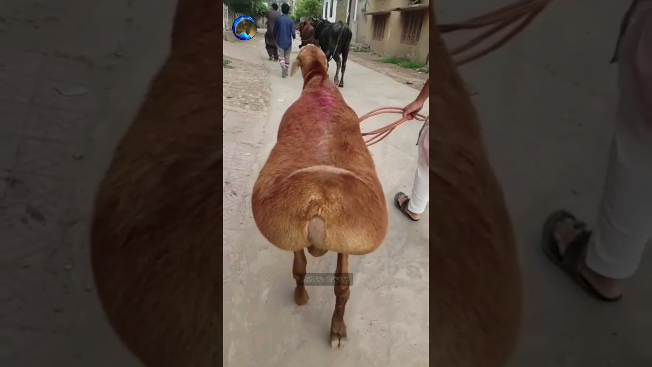The Fat-Tailed Balkhi Ram – A True Monster of Strength and Size.                           
