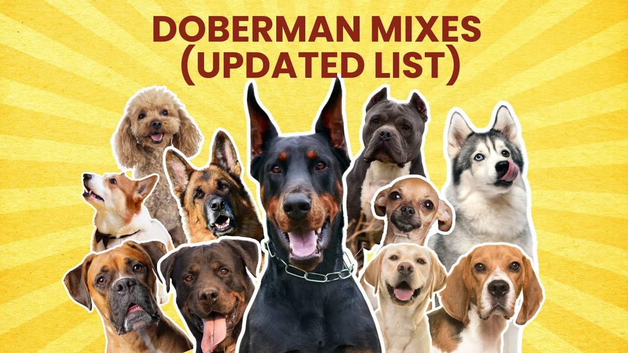 34 Doberman Mix Breed Dogs | The Ultimate (UPDATED LIST)