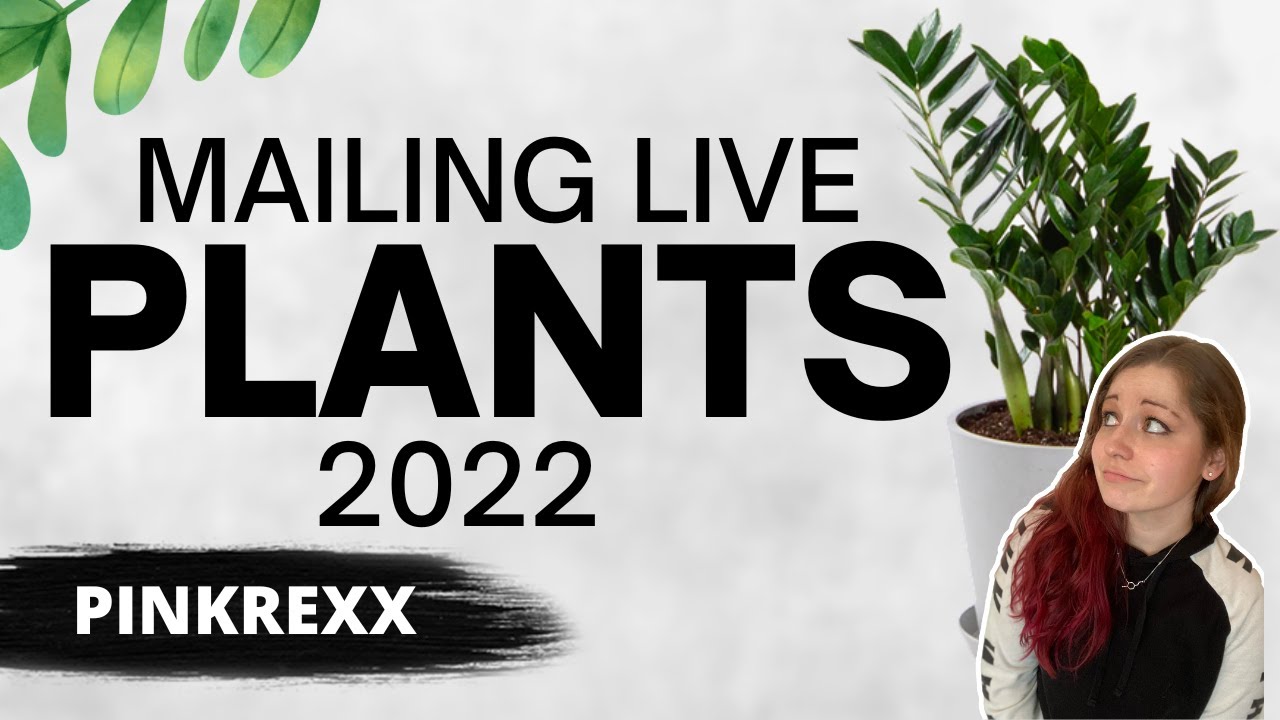 MAILING LIVE PLANTS 2022: Packing plants for shipping / How to ship plants in the mail (within USA)