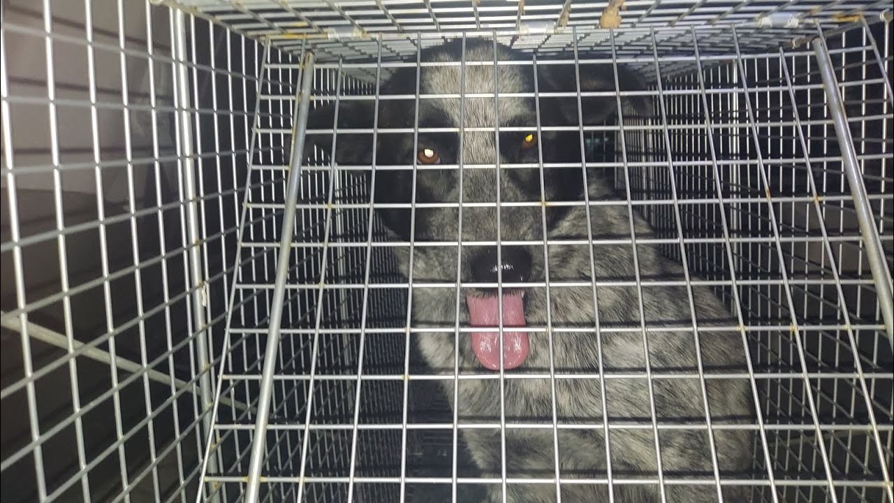 Dog Traps - How to make a bad dog trap better