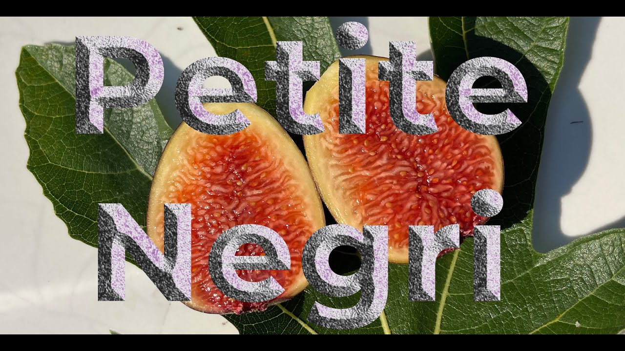 Petite Negri - A good Violet de Bordeaux-type fig variety for the east coast