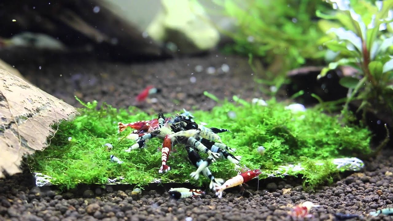 Pinto shrimps  - by ShrimpCorner.co.uk