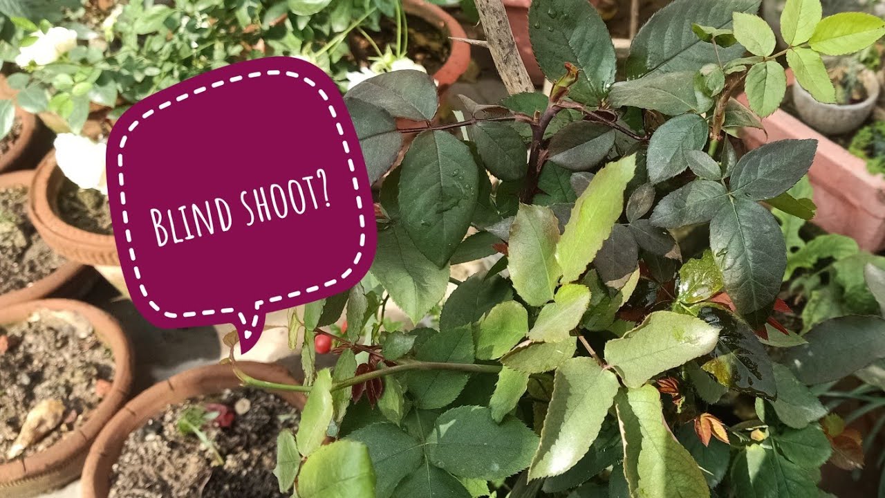 Blind shoots..in rose plant?.... reasons and cure.