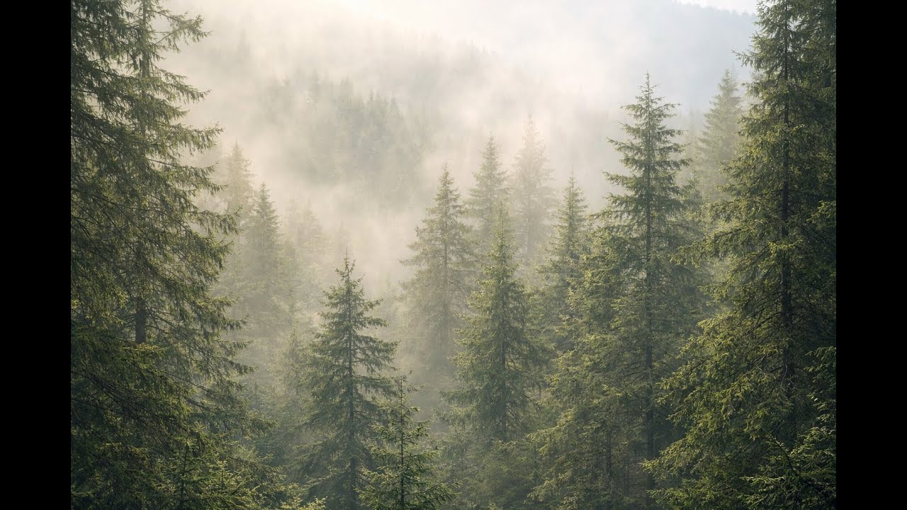 3 小時 樹林風聲 ASMR｜平靜森林風・放鬆冥想｜無音樂  3 Hours Wind Through Trees 🍃 Calm Forest Wind Sounds | No Music