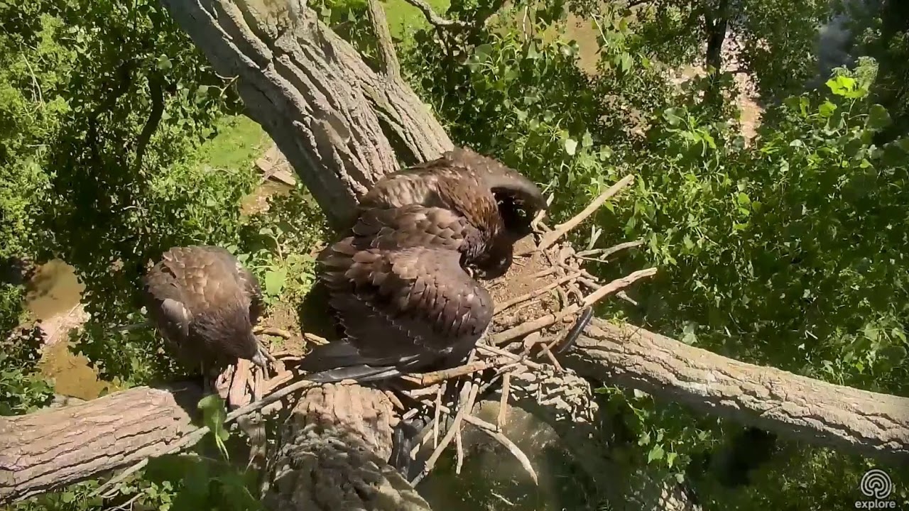 Decorah Eagles 7-7-18 Fish delivery, excellent mantling