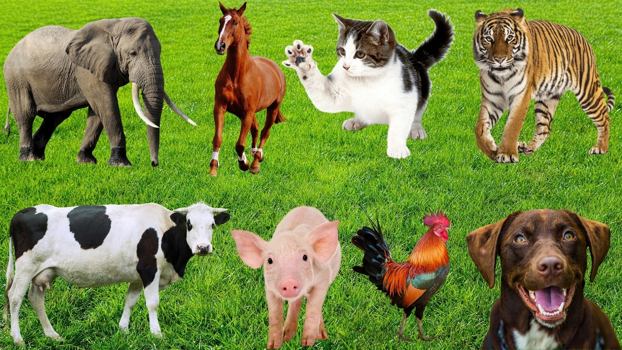 Откройте для себя животных: корову, лошадь, кролика, курицу, свинью, обезьяну, кошку, собаку, слона