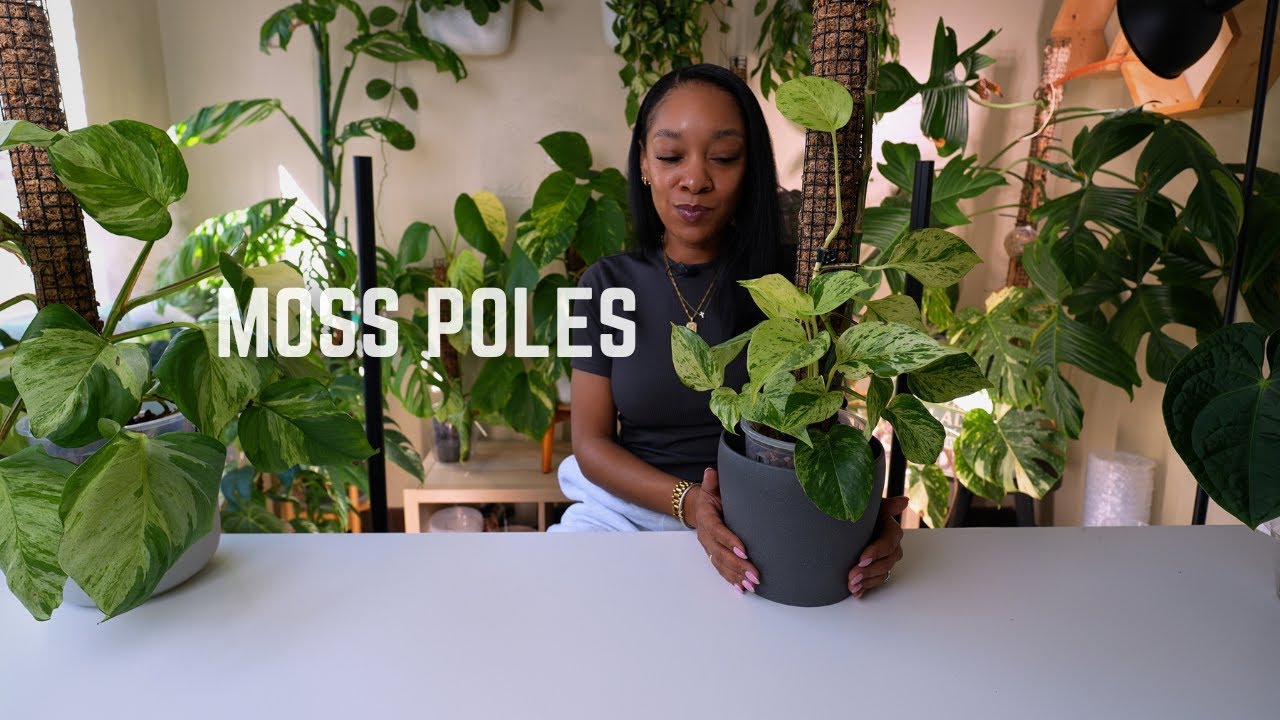 Moss Poles | Plant Love