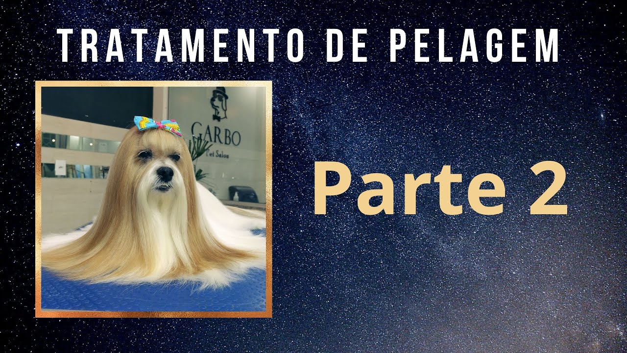 Como fazer hidratação em cão de pelagem longa no banho e tosa