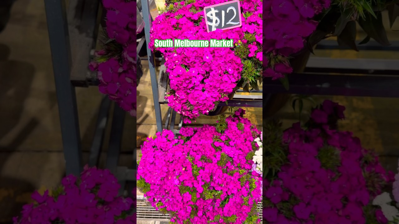 FLOWERS 💐 at South Melbourne Market 