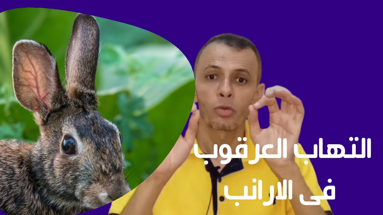 التهاب العرقوب فى الارنب | علاج التهاب العرقوب فى الارنب