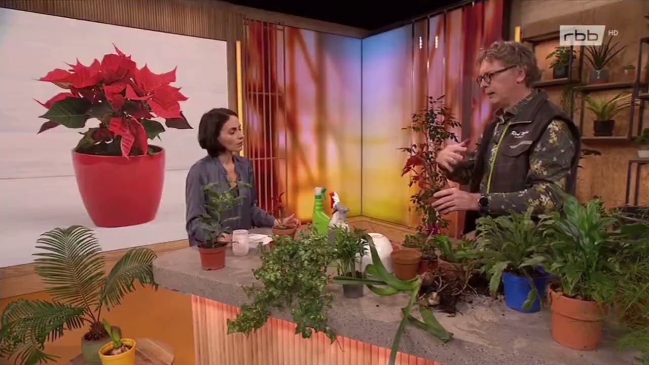 🌿🌸Weihnachtssterne nachhaltig pflegen🌸🍃