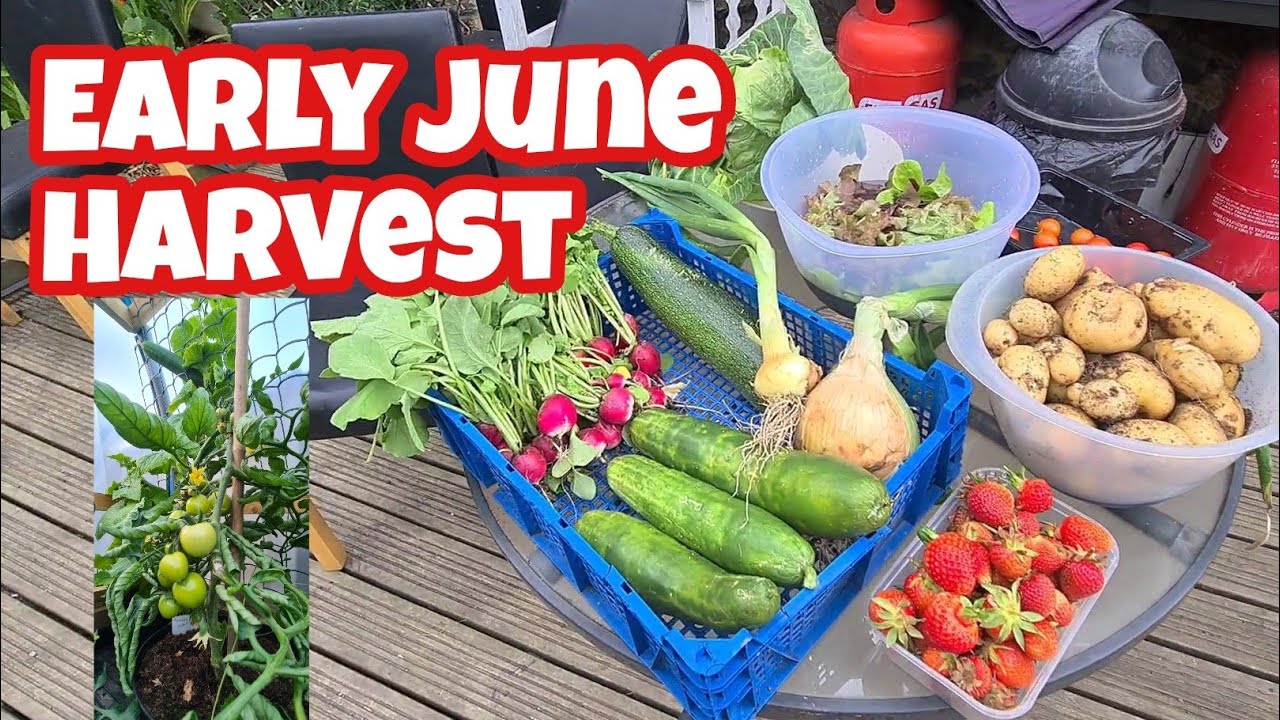 shed Wars Global Gardening 22G June Harvest #shedwarsglobalgardening #shedwars