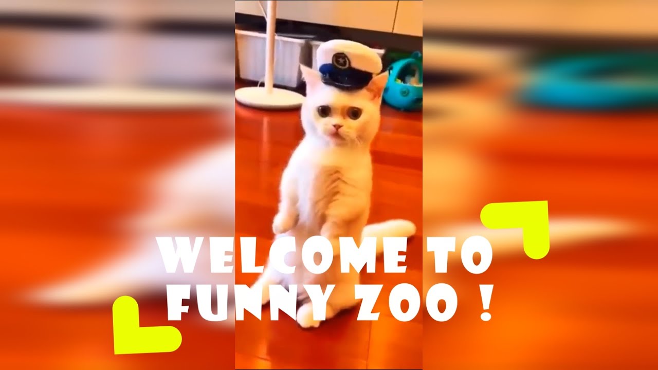 Best  compilation funny animal videos. Funny Zoo # 5
