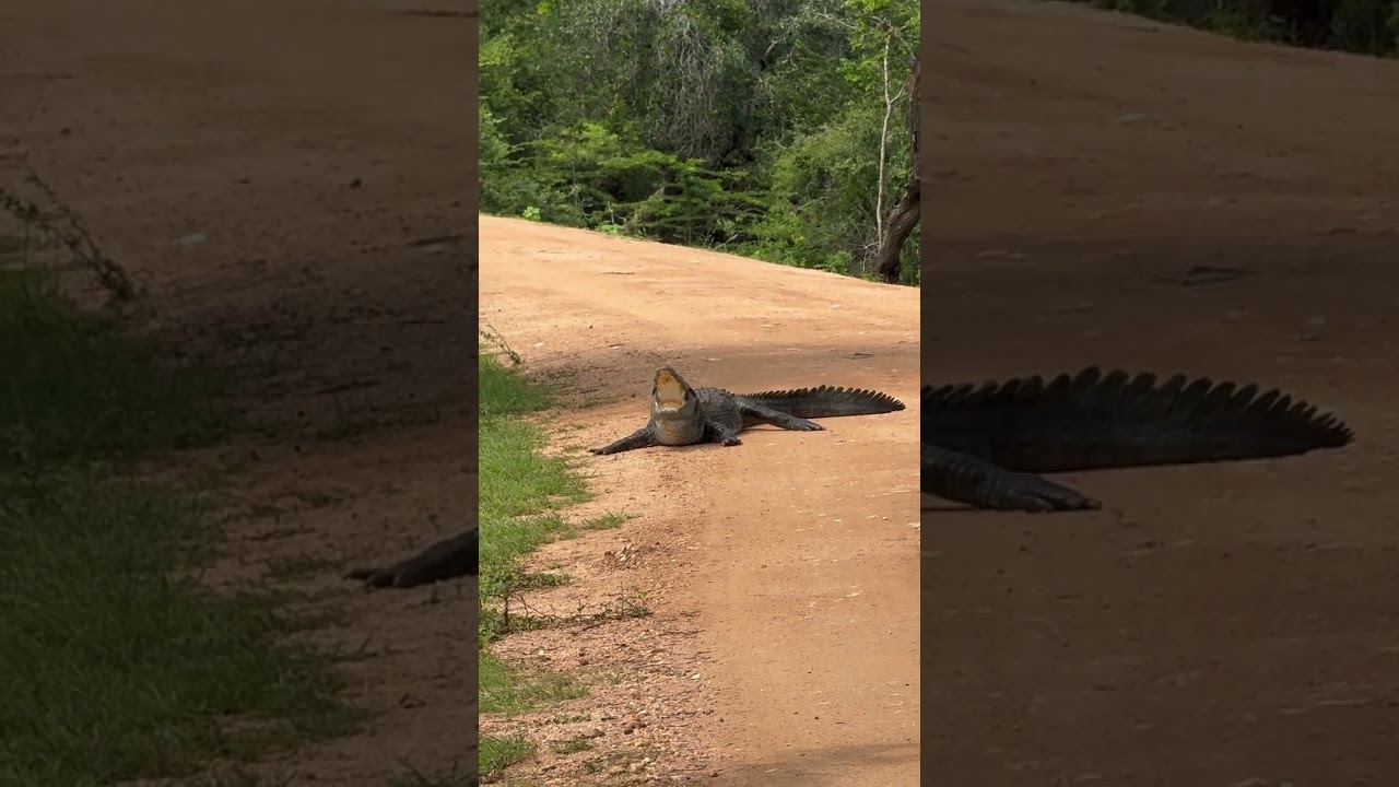 Most beautiful island in the world srilanka 