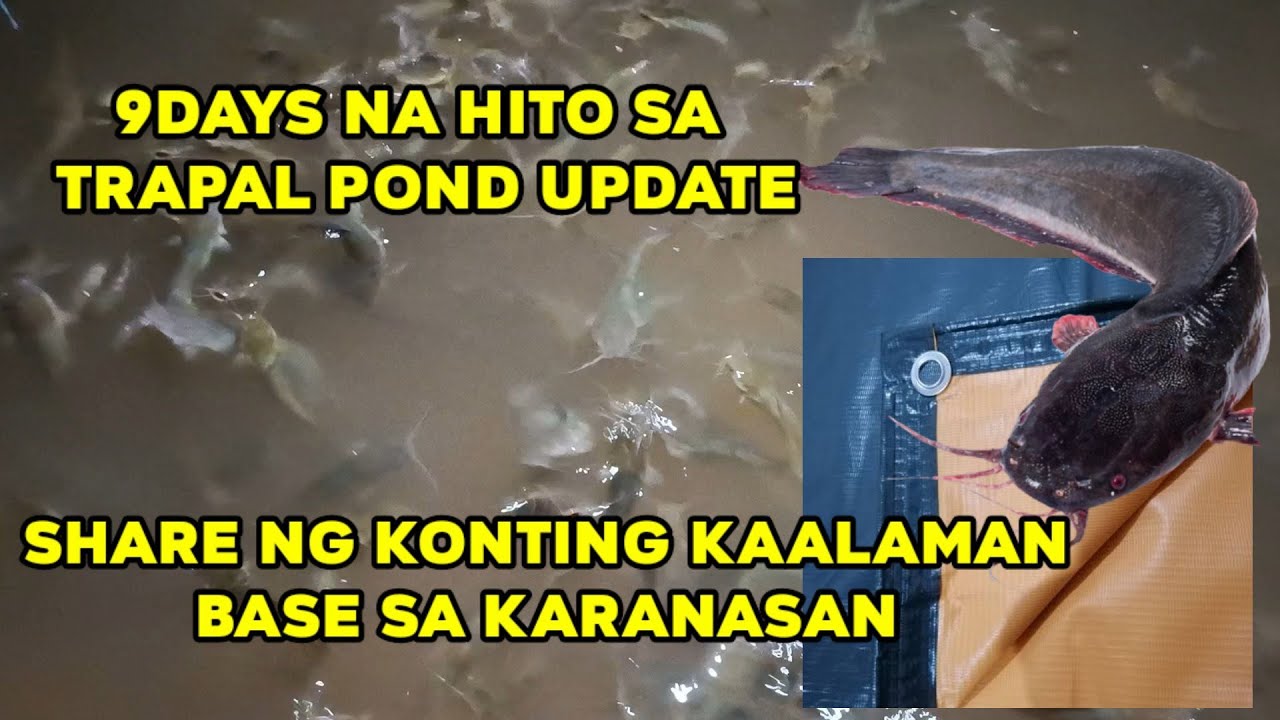 update sa 9days na nating hito sa trapal pond. share ng kaalaman base sa karanasan #trapalpond #hito