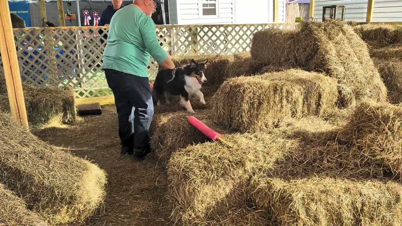 Ginger masters barn hunt Feb 8 2025