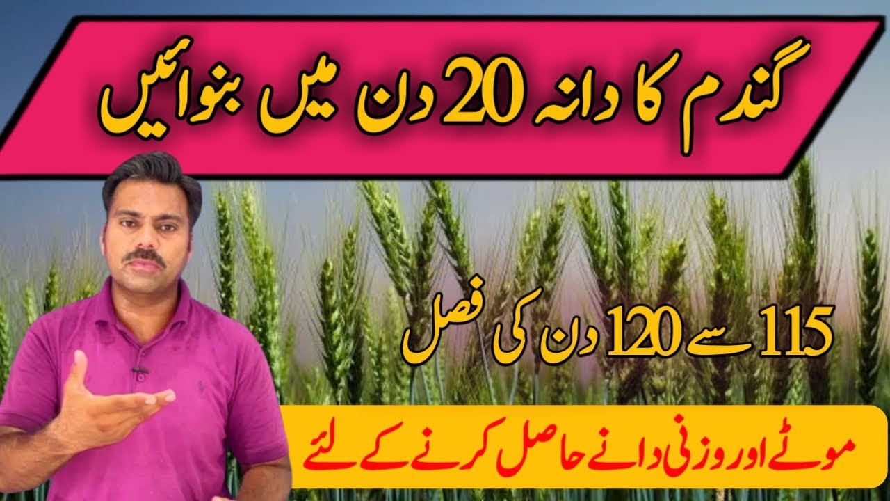 Wheat crop care at grains filling stage | How to increase wheat grain weight and size