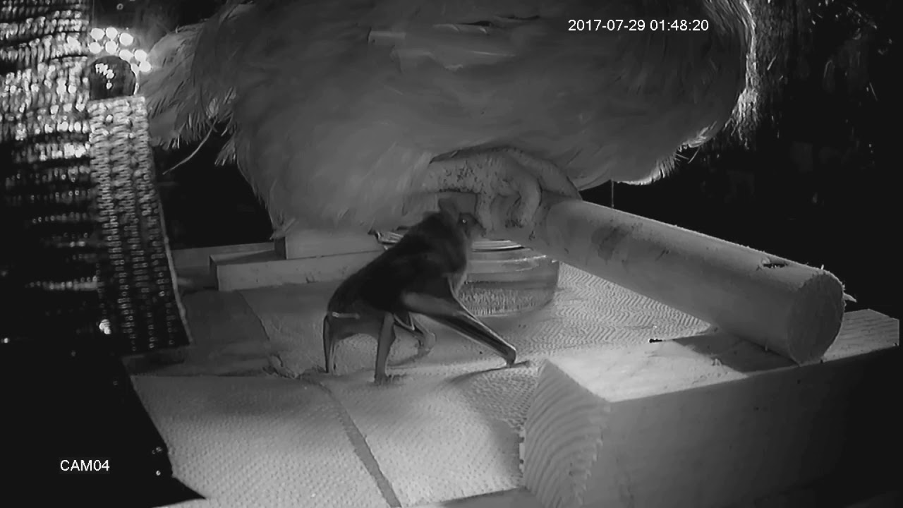 A captive-born vampire bat feeding on a live animal for the first time in its life