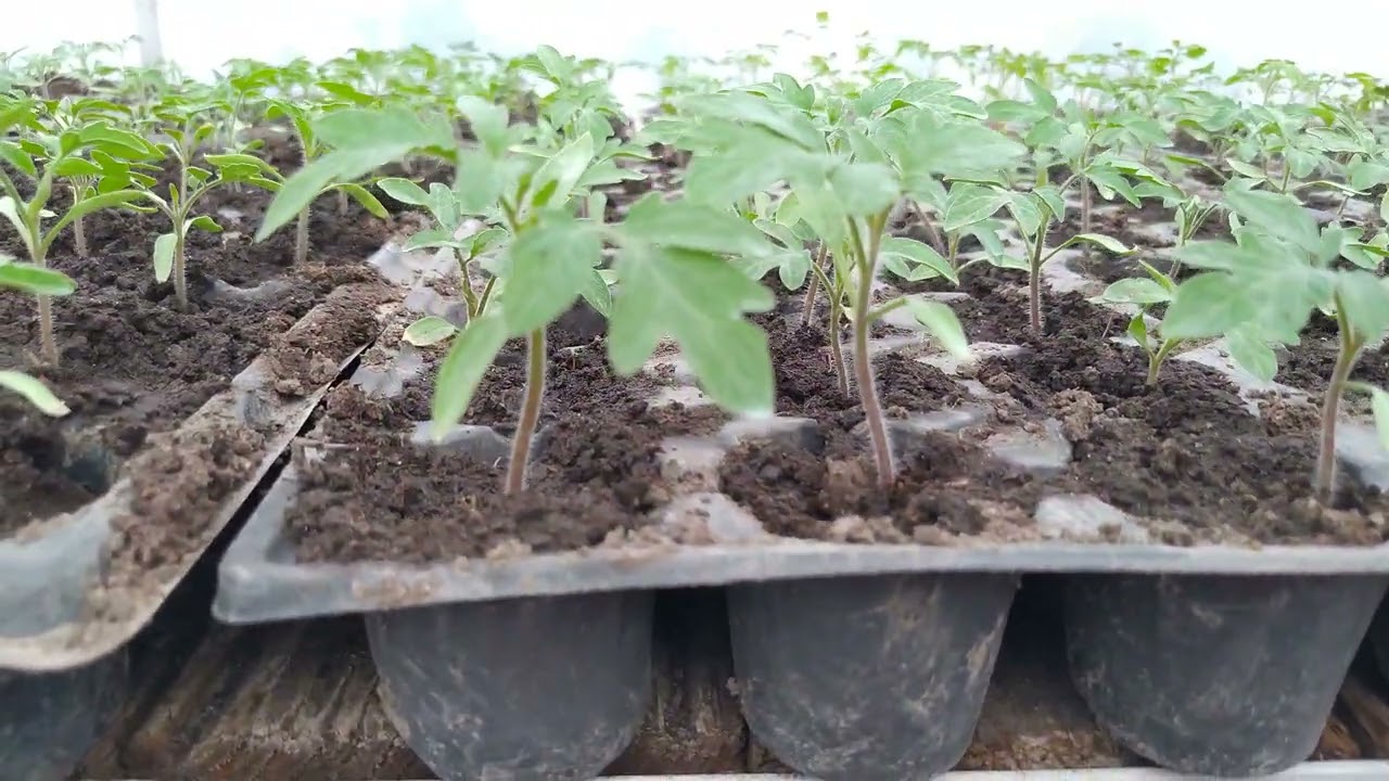 Ce tratament se dă la răsaduri