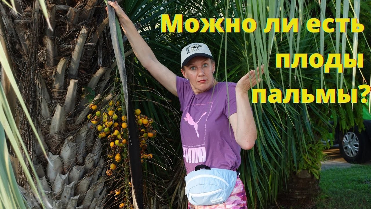Плоды пальмы можно есть?