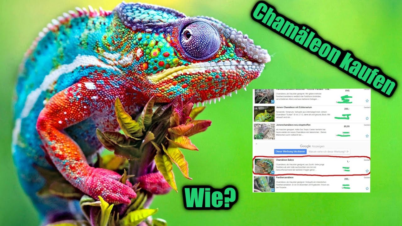 Wo KAUFT man ein CHAM&Auml;LEON? | Cham&auml;leon Basics