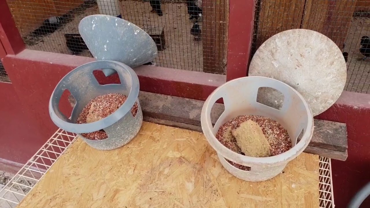 Tauben mausern 08.08.18