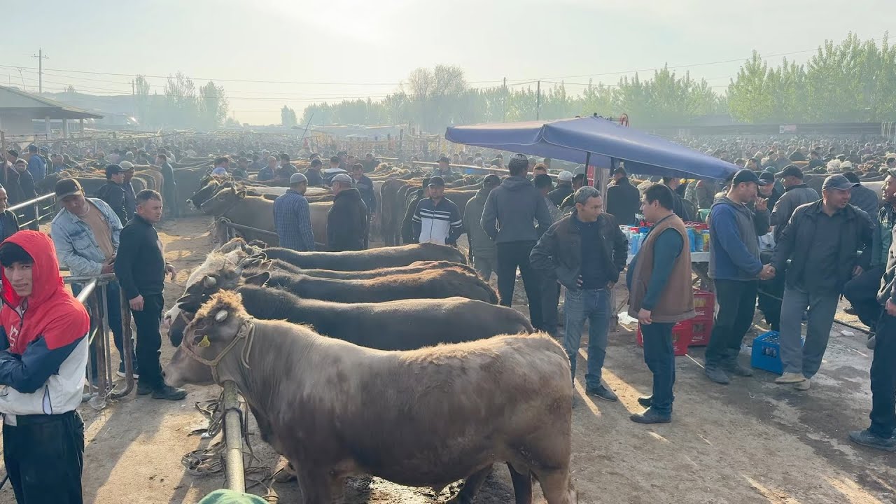 ЁР СИТИ БОҚМА ВА КЎЧАТ БУҚАЛАР НАРХЛАРИ БОЗОР ШОВ ОЛЯПДИ БУҚАЛАРНИ КЎРИНГ ДАХШАД. 