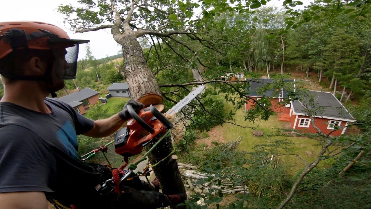 Klatre i træer i 3 dage