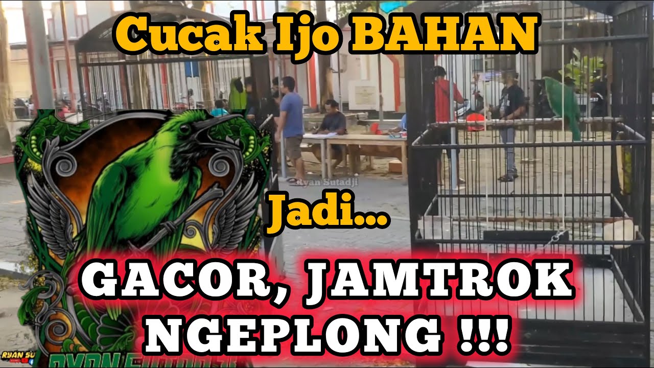 PERAWATAN CUCAK IJO MALAS BUNYI AGAR CEPAT GACOR 100% JEBOL BIRAHI CUCAK IJO