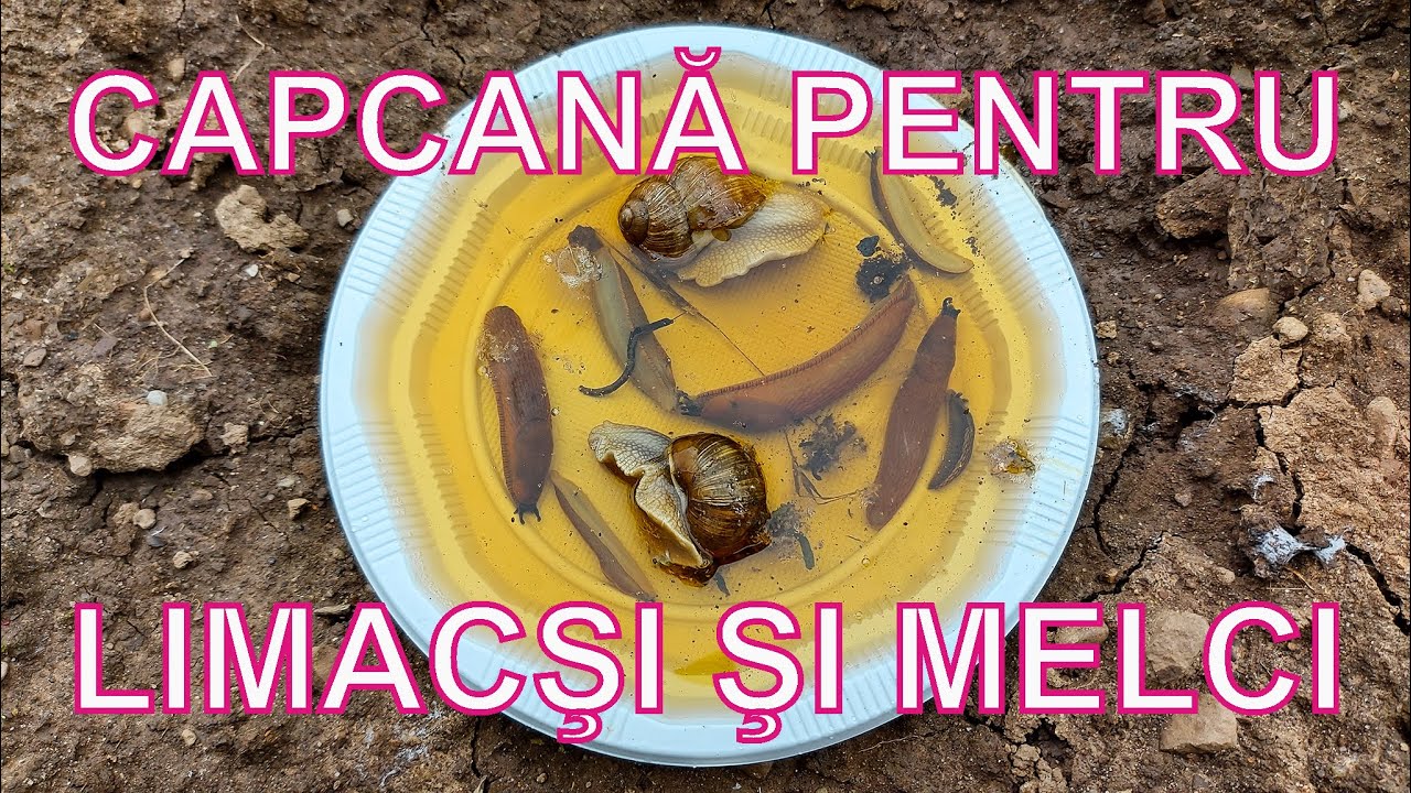 Capcană LIMACŞI şi MELCI. Combatere LIMACŞI şi MELCI 100% BIO, fără chimicale
