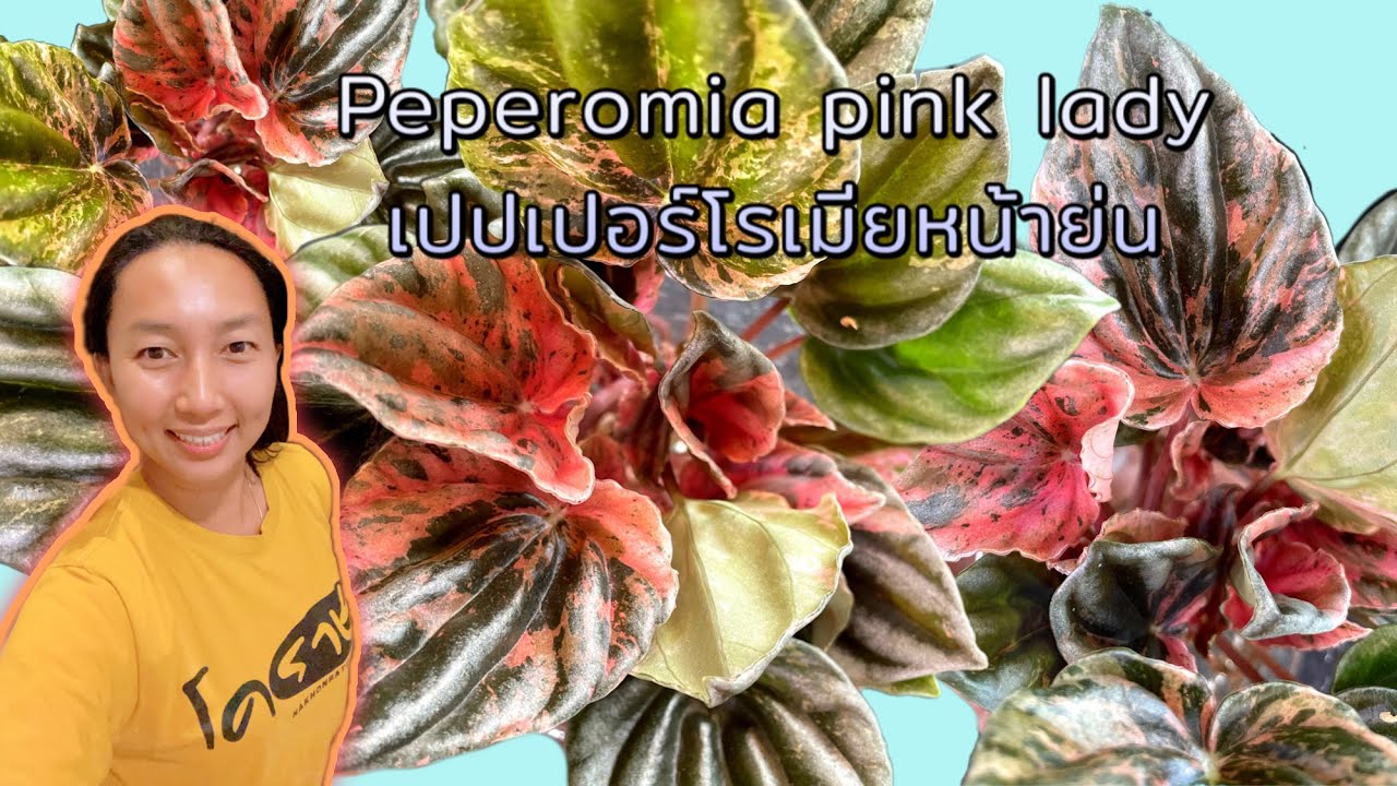 Peperomia pink lady เปปเปอร์โรเมียหน้าย่น ฟื้นฟูไม้นำเข้า วิธีปลูกและขยายพันธุ์ | สวนอุ่นดิน