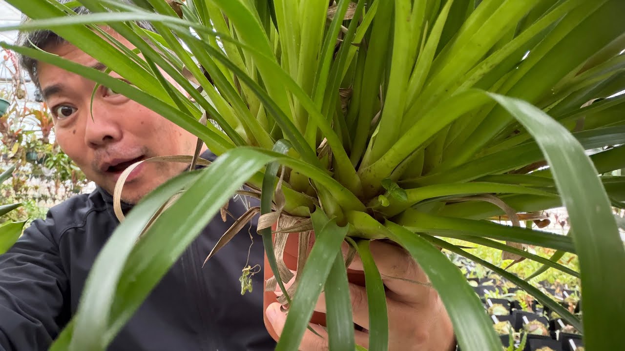 誤解された植物⁉️薄くて柔らかいアイツを育ててみないか❗️