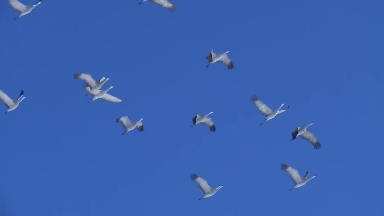 The great sandhill crane migration through the San Luis Valley