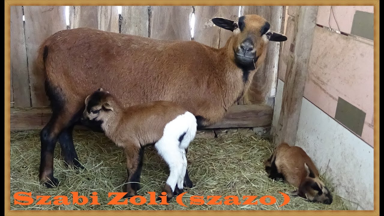 Gyarapodik a birka nyájunk! Szabi Zoli (szazo)