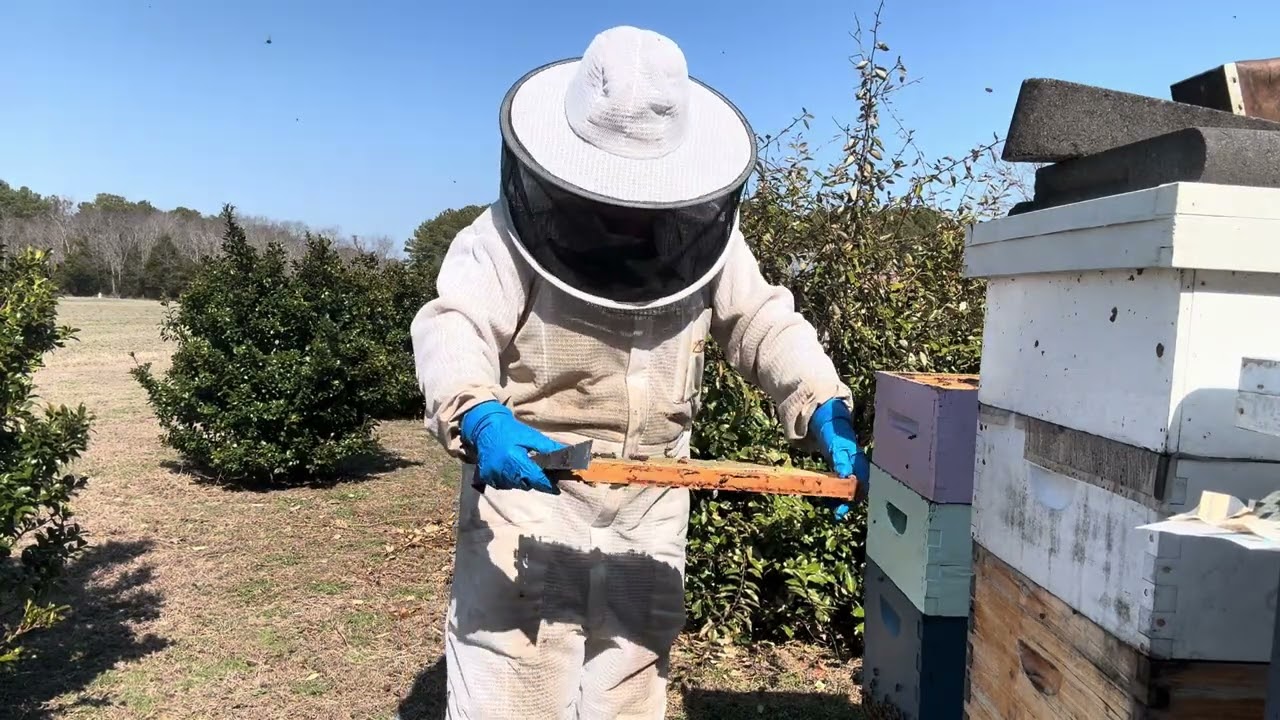 st Hive Inspections Coming out of Winter (4 of 5) March 7, 2026  