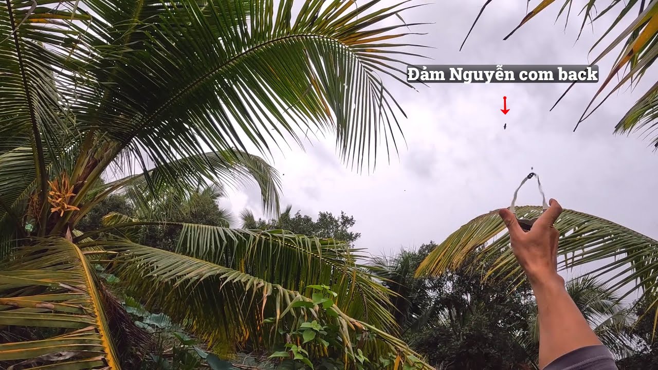 Hạ vạc đang bay và anh châu hạ cò đang bay | Đảm Nguyễn