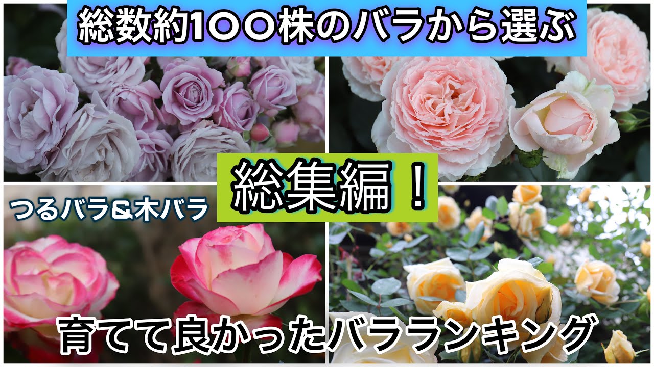 【総集編】総数約100株のバラから選ぶ、育てて良かったバラランキング！つるバラ&木バラ