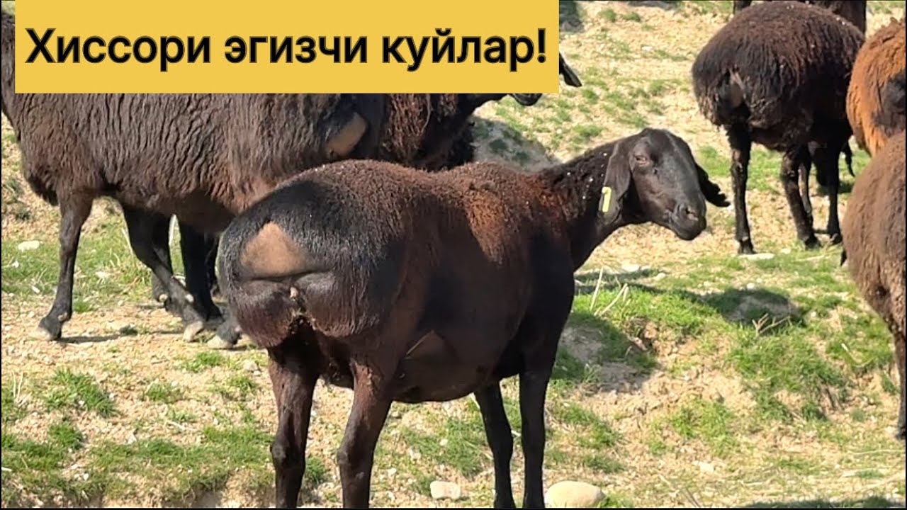 Шошилинг! Великан эгизчилар! 883100698☎️ 955860040☎️ 919470799☎️