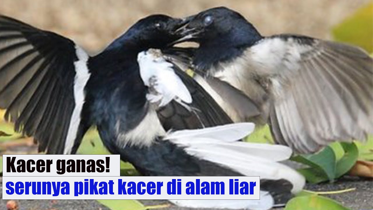 Kacer ganas! serunya pikat kacer di alam liar