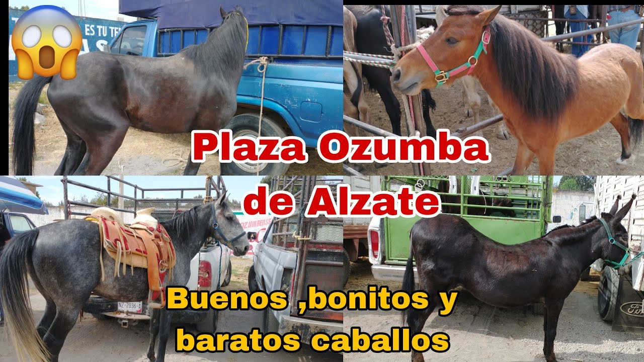 Caballos Plaza Ozumba de Alzate