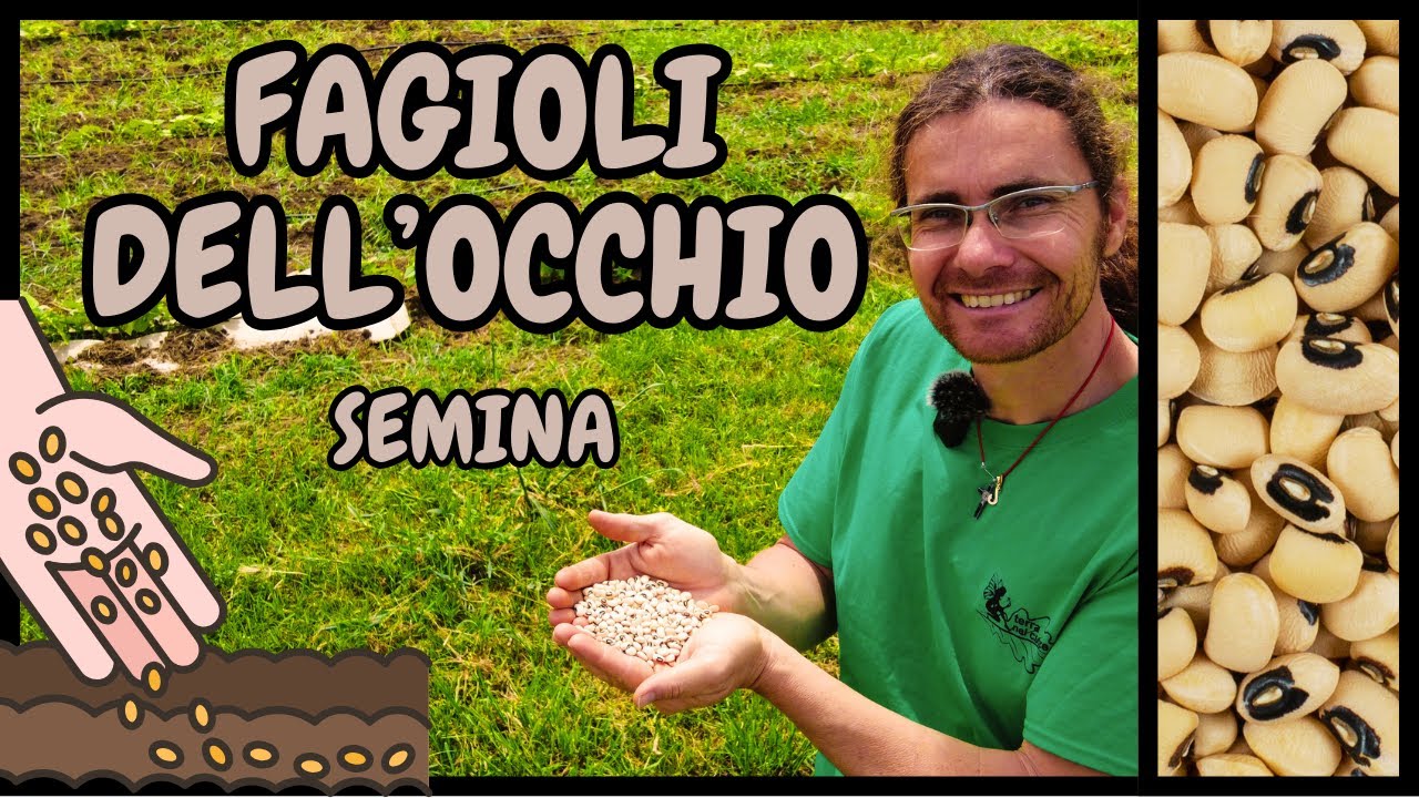 👀 Fagiolo dell'OCCHIO: Come e Quando Seminarlo! 👀| GUIDA PASSO-PASSO