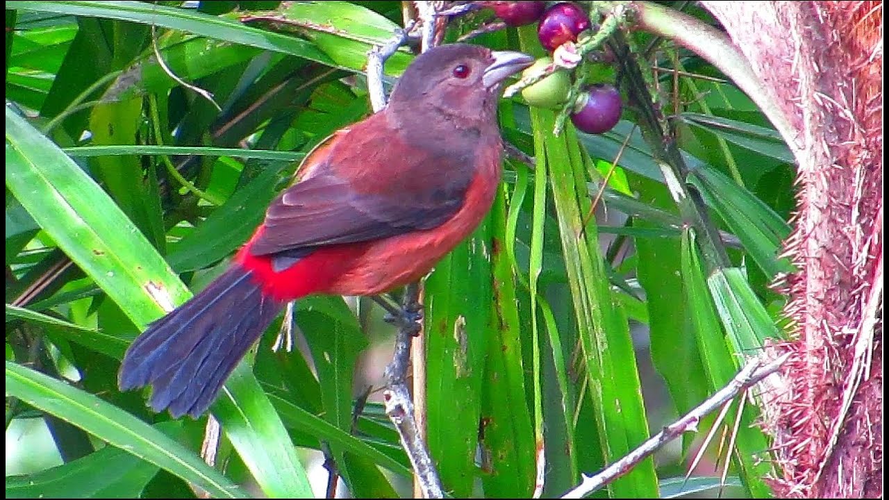 FÊMEA DE TIÊ SANGUE Chamando e se alimentando, Ramphocelus bresilia ao vivo da #natureza..