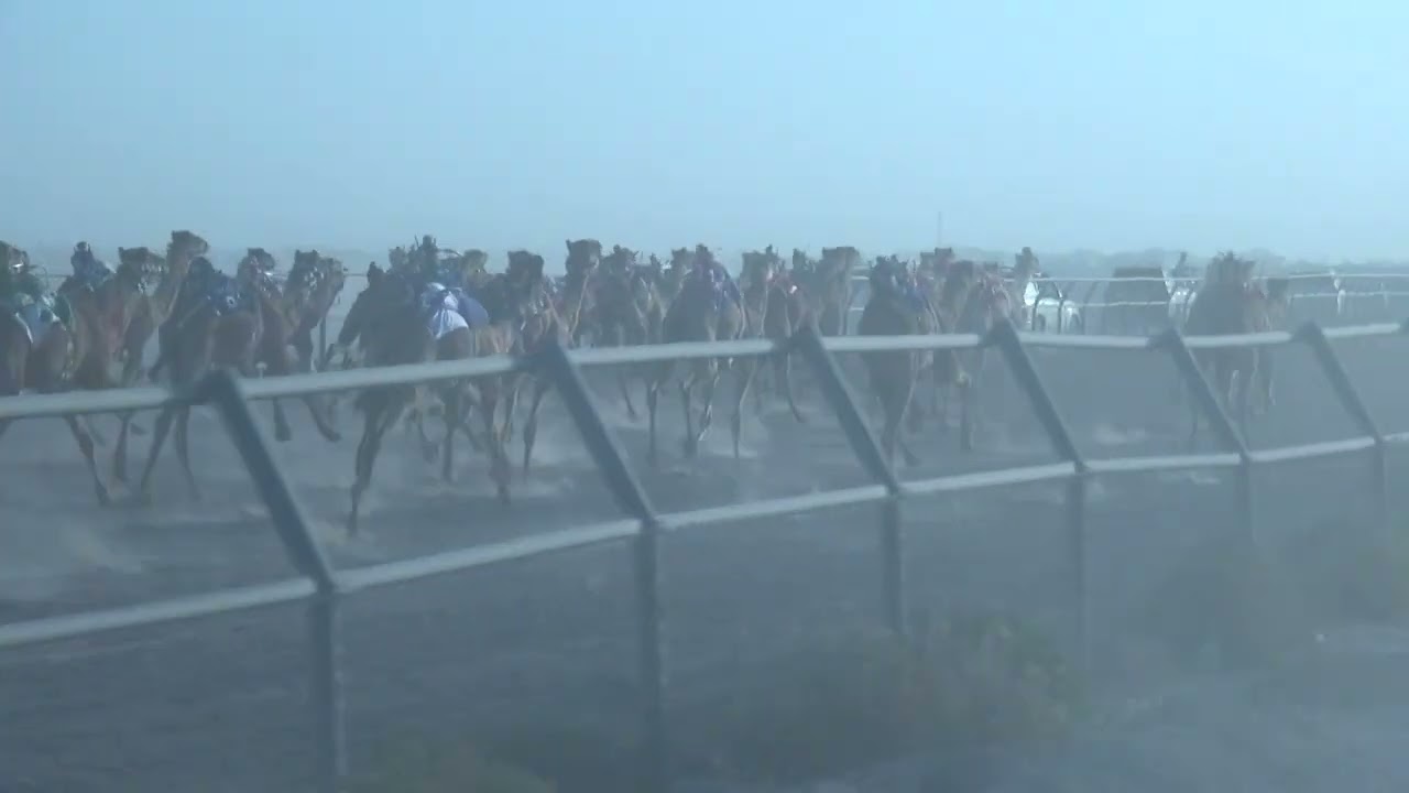 السابع في مهرجان نجد الفطامين