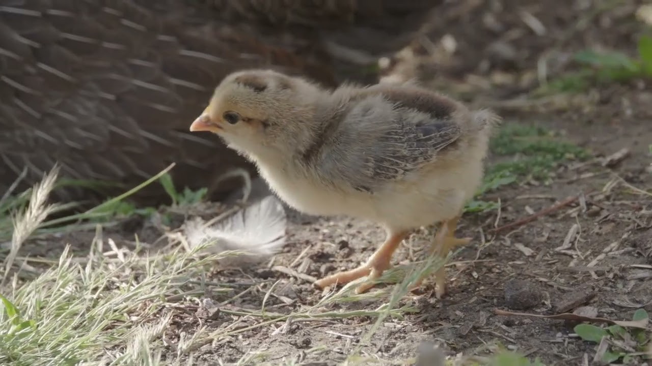 Prosty Styl -  MarudnyTV (Official Music Video)