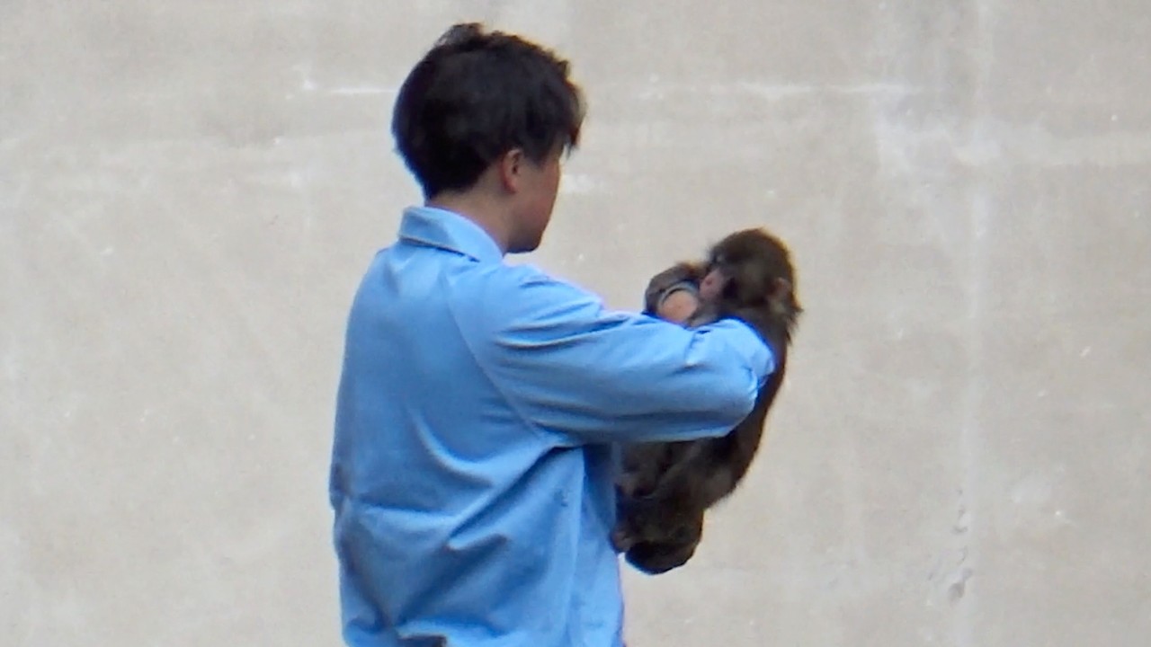 Monkey Punch clings to a leg, gently moves to the shoulder