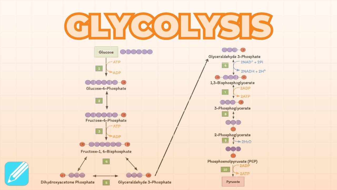 Glycolysis | Metabolism