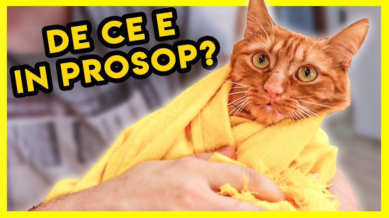 Am Curatat Urechile Pisicilor (Nu A Fost Usor!)