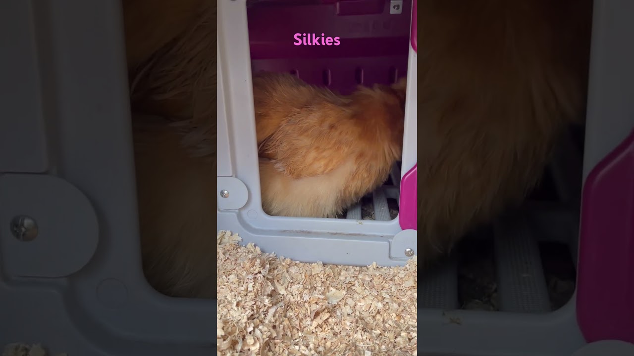 Watching over silkies 