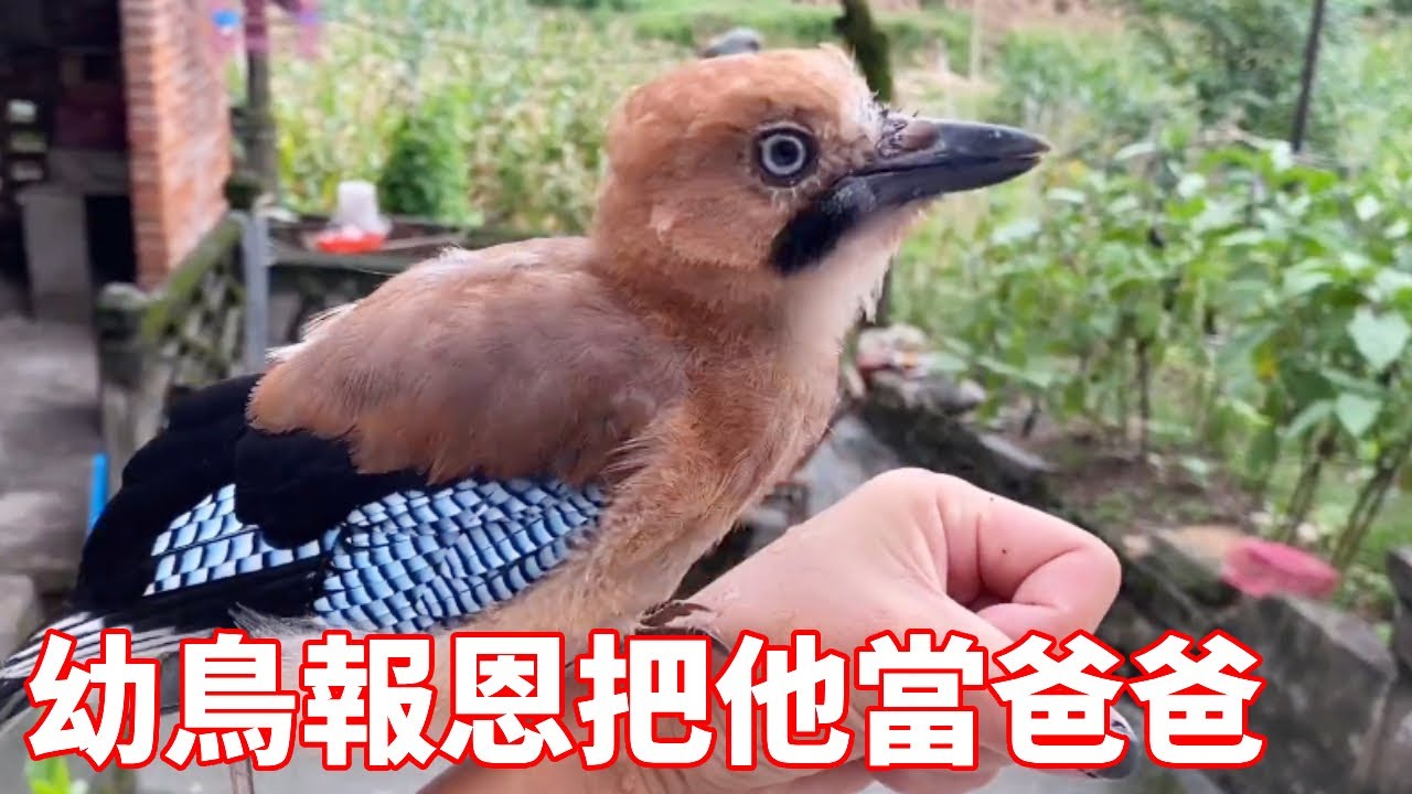小夥意外救下一隻幼鳥，竟發現和小孩一樣聰明，小鳥徹底把他當爸爸【蒙面鳥哥】